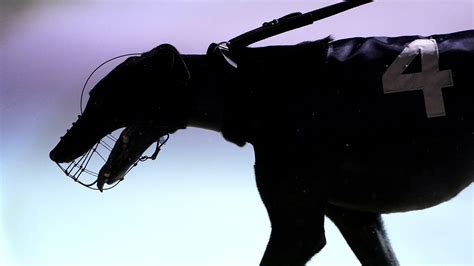 Irish Greyhound Derby .